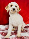 Millie