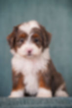 A Micro Bernedoodle sitting down