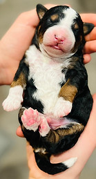 WhatsApp Image 2022-11-29 at 01.56.27.1.jpg