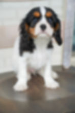 Cavalier King Charles Spaniel