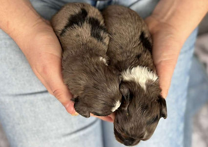 WhatsApp Image 2025-12-30 at 23.08.16 (1).jpeg