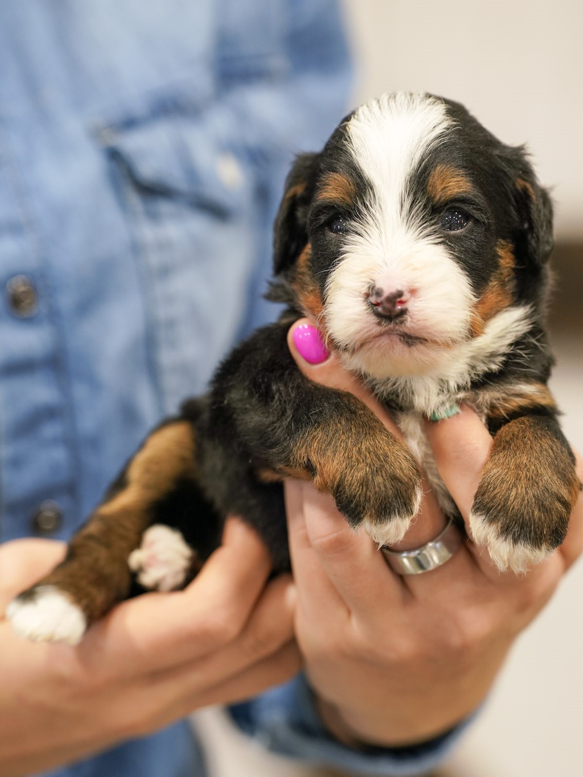 Glinda, Tri Colored, girl, Mini Bernedoodle, puppy at Down Home Doodle
