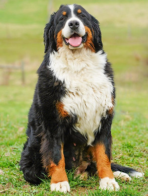 Copy of Lucy Bernese_edited.jpg