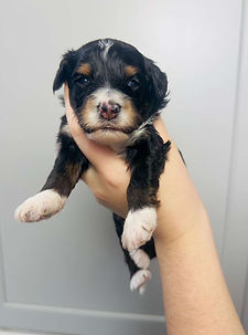 WhatsApp Image 2025-12-30 at 23.21.36 (2).jpeg