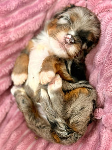 WhatsApp Image 2024-10-10 at 21.15.03_3ce544e8.jpg