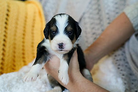 WhatsApp Image 2023-11-15 at 05.16.48_ece0d17b.jpg