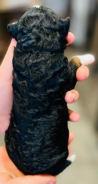 WhatsApp Image 2022-11-29 at 01.59.29.1.jpg