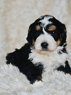 WhatsApp Image 2023-11-03 at 03.13.51_9a9dad2f.jpg