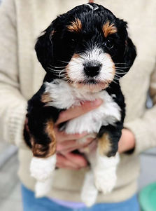 WhatsApp Image 2026-03-24 at 02.40.09.jpeg