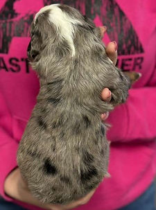 WhatsApp Image 2026-02-10 at 06.42.05 (1).jpeg