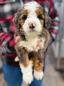 WhatsApp Image 2026-01-01 at 02.10.12.jpeg