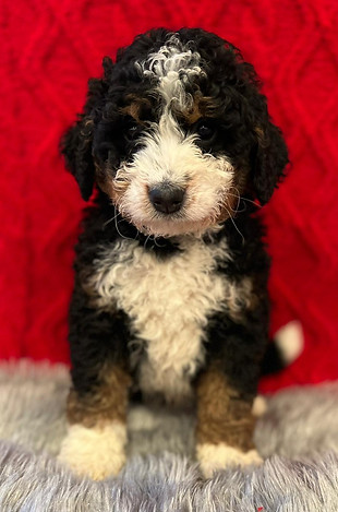 WhatsApp Image 2023-01-12 at 08.15.03.1.jpg