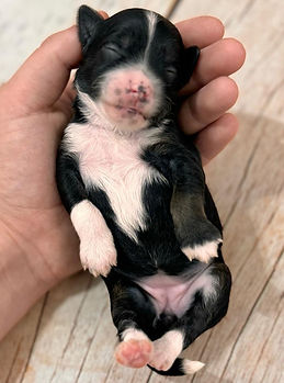 WhatsApp Image 2024-08-15 at 02.07.03_e66291c7.jpg