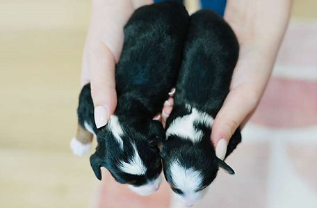 WhatsApp Image 2026-04-03 at 00.10.56.jpeg