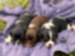 Litter at 4 weeks old