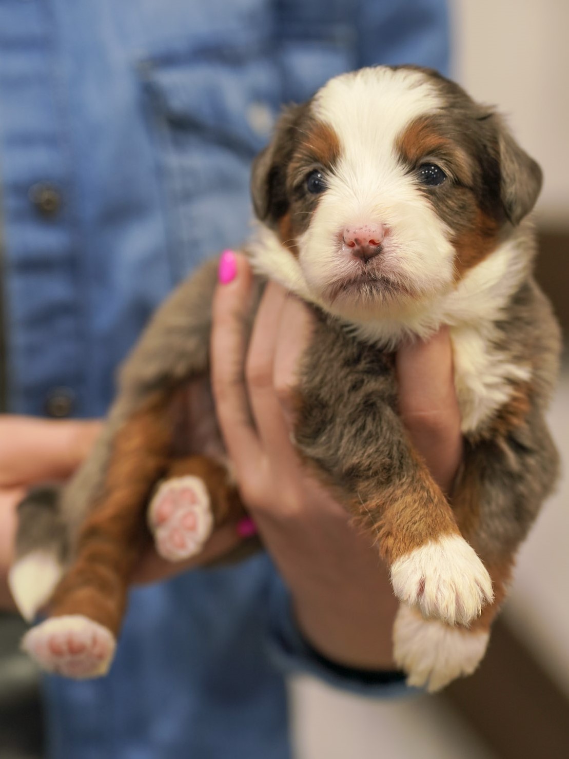 Pirate, Merle Tri Colored, boy, Mini Bernedoodle, puppy at Down Home Doodle