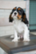 Cavalier King Charles Spaniel