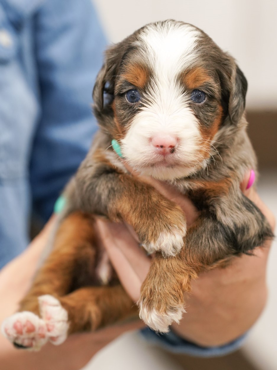 Ghost, Merle Tri Colored, boy, Mini Bernedoodle, puppy at Down Home Doodle
