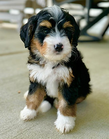 WhatsApp Image 2024-05-13 at 23.59.22_fb337e9f.jpg