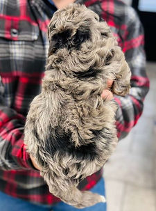 WhatsApp Image 2026-01-01 at 02.25.34 (1).jpeg