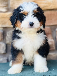 WhatsApp Image 2023-11-03 at 03.24.51_b1cd2114.jpg