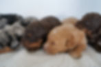 micro bernedoodle puppies sleeping on a blanket