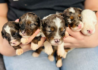 WhatsApp Image 2025-12-30 at 23.08.37.jpeg