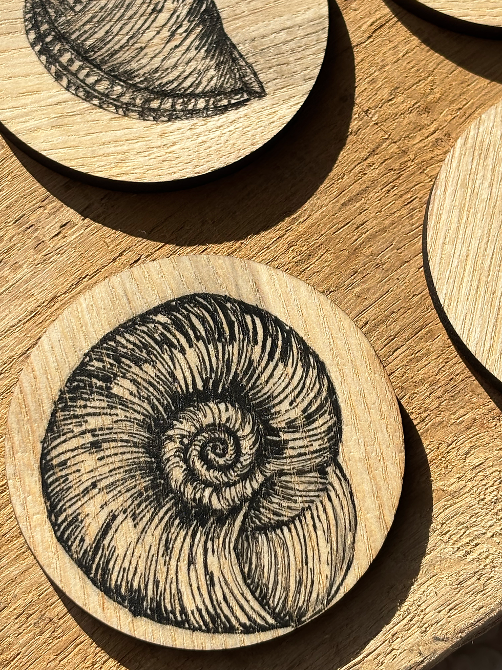 lot sous verres coquillages vue détails