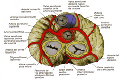 Vascularización