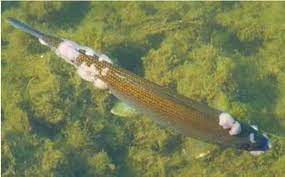 truite atteinte de saprolégionose