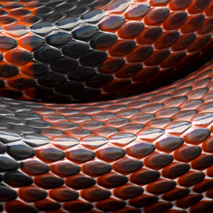 L'interprétation des rêves : rêver d'un serpent et explorer le cœur de l'inconscient