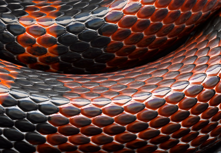 Snakeskin