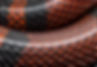 Snakeskin