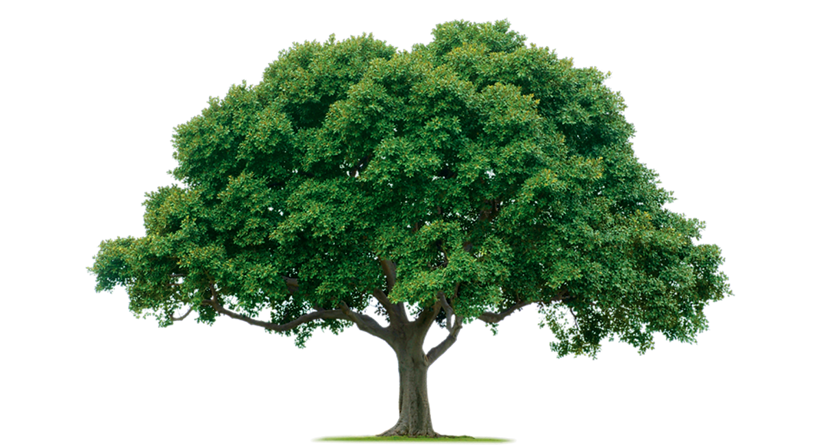 tree_PNG92714.png
