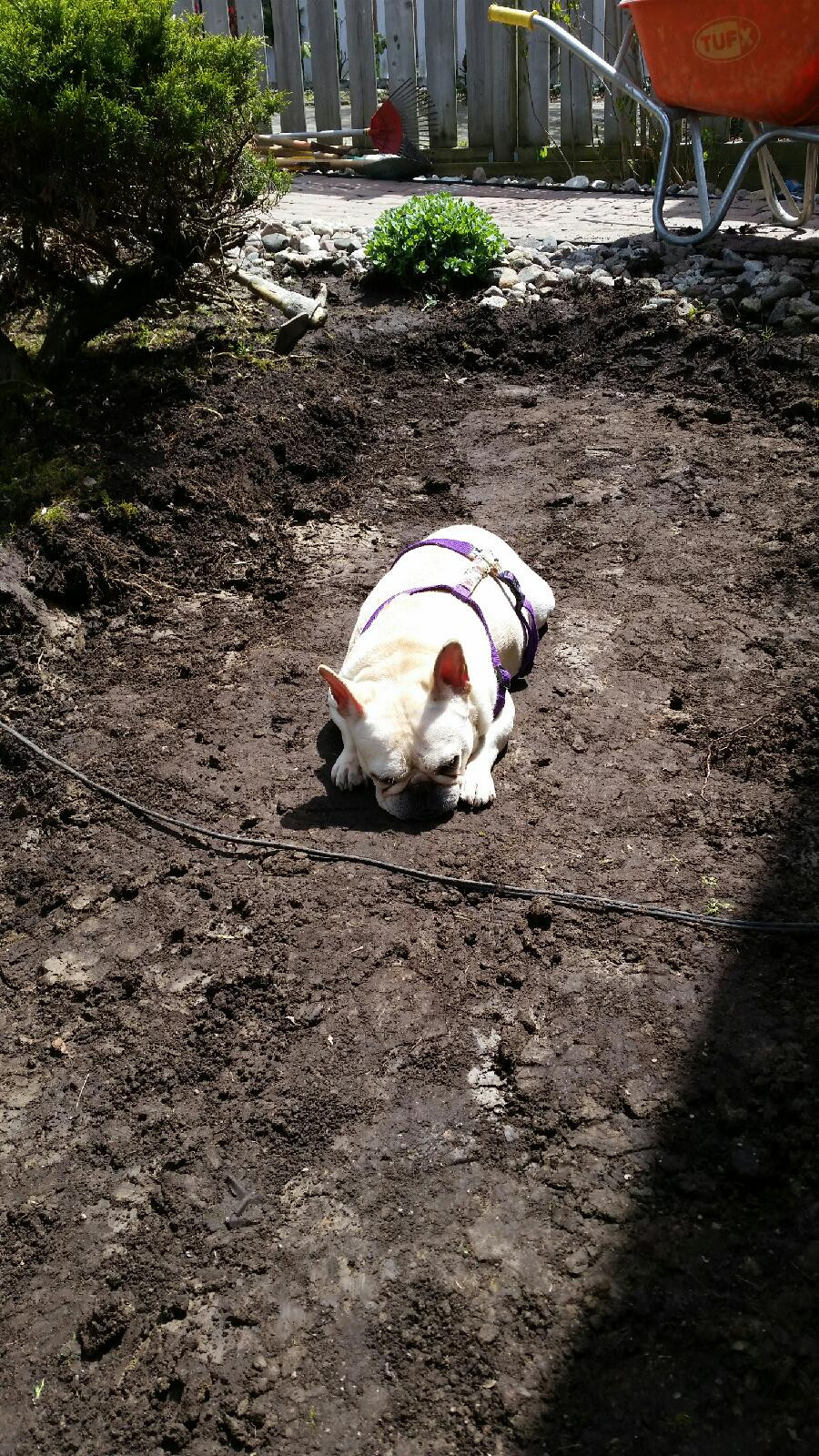 Mona, the french bulldog landscaper napping on the ground that was excavated