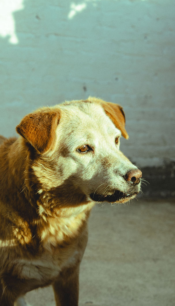 pexels-sofia-candia-634842752-32498138.jpg