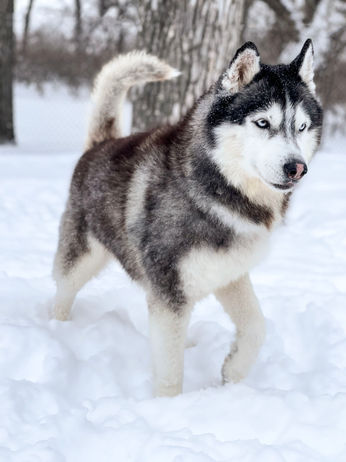 Siberian Husky Breeder Minnesota | Antler Creek Siberians | Siberian Husky Puppies Minnesota | Siberian Husky Puppy for Sale | Siberian Huskies | Dog Breeder