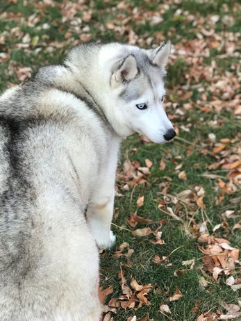 Siberian Husky Breeder Minnesota | Antler Creek Siberians | Siberian Husky Puppies Minnesota | Siberian Husky Puppy for Sale | Siberian Huskies | Dog Breeder