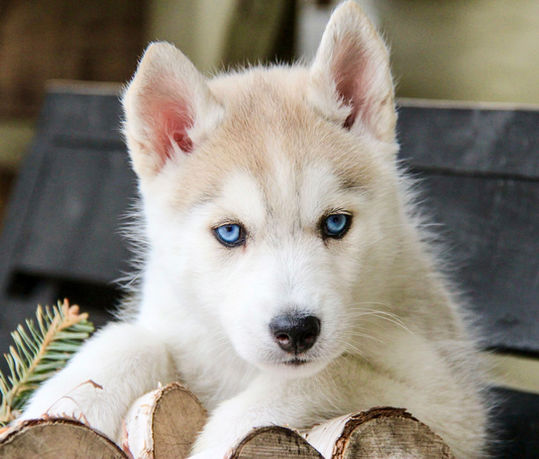 Siberian Husky Breeder Minnesota | Antler Creek Siberians | Siberian Husky Puppies Minnesota | Siberian Husky Puppy for Sale | Siberian Huskies | Dog Breeder