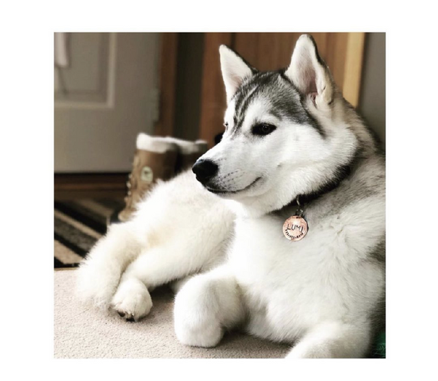 Siberian Husky Breeder Minnesota | Antler Creek Siberians | Siberian Husky Puppies Minnesota | Siberian Husky Puppy for Sale | Siberian Huskies | Dog Breeder