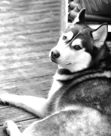 Siberian Husky Breeder Minnesota | Antler Creek Siberians | Siberian Husky Puppies Minnesota | Siberian Husky Puppy for Sale | Siberian Huskies | Dog Breeder
