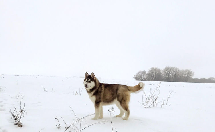 Siberian Husky Breeder Minnesota | Antler Creek Siberians | Siberian Husky Puppies Minnesota | Siberian Husky Puppy for Sale | Siberian Huskies | Dog Breeder