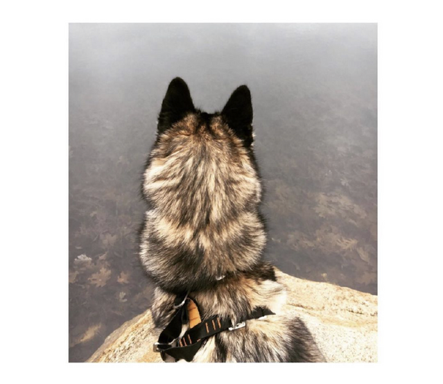Siberian Husky Breeder Minnesota | Antler Creek Siberians | Siberian Husky Puppies Minnesota | Siberian Husky Puppy for Sale | Siberian Huskies | Dog Breeder