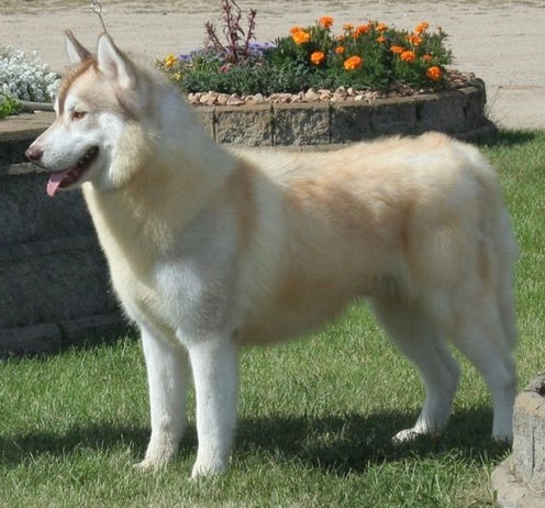 Siberian Husky Breeder Minnesota | Antler Creek Siberians | Siberian Husky Puppies Minnesota | Siberian Husky Puppy for Sale | Siberian Huskies | Dog Breeder