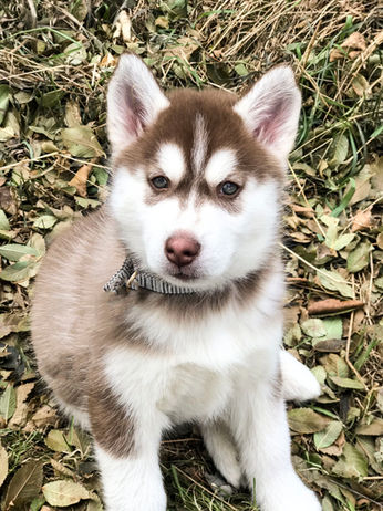 Siberian Husky Breeder Minnesota | Antler Creek Siberians | Siberian Husky Puppies Minnesota | Siberian Husky Puppy for Sale | Siberian Huskies | Dog Breeder