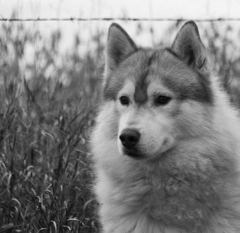 Siberian Husky Breeder Minnesota | Antler Creek Siberians | Siberian Husky Puppies Minnesota | Siberian Husky Puppy for Sale | Siberian Huskies | Dog Breeder