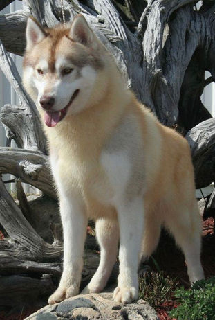 Siberian Husky Breeder Minnesota | Antler Creek Siberians | Siberian Husky Puppies Minnesota | Siberian Husky Puppy for Sale | Siberian Huskies | Dog Breeder
