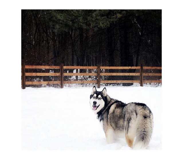 Siberian Husky Breeder Minnesota | Antler Creek Siberians | Siberian Husky Puppies Minnesota | Siberian Husky Puppy for Sale | Siberian Huskies | Dog Breeder