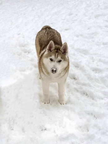 Siberian Husky Breeder Minnesota | Antler Creek Siberians | Siberian Husky Puppies Minnesota | Siberian Husky Puppy for Sale | Siberian Huskies | Dog Breeder