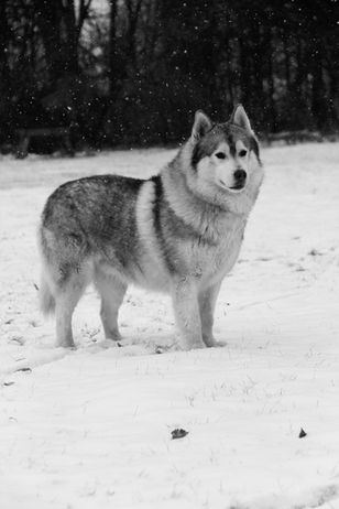 Siberian Husky Breeder Minnesota | Antler Creek Siberians | Siberian Husky Puppies Minnesota | Siberian Husky Puppy for Sale | Siberian Huskies | Dog Breeder